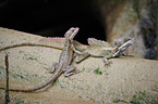 common basilisks