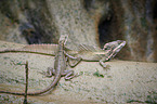 common basilisks