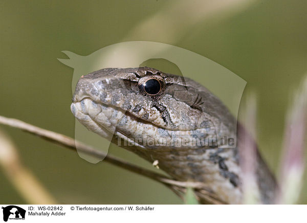 Mahafalynatter / Mahafaly Adder / WS-02842