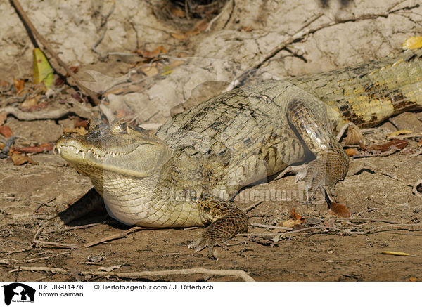 Krokodilkaiman / brown caiman / JR-01476