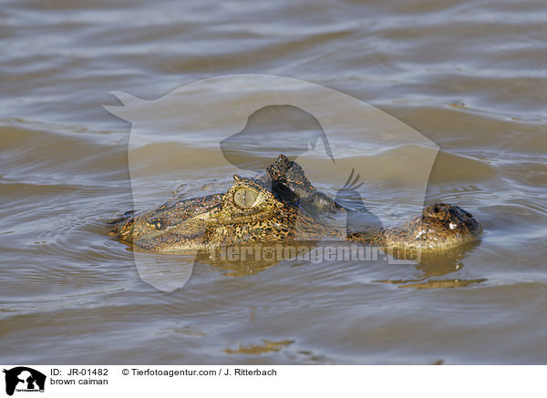 Krokodilkaiman / brown caiman / JR-01482