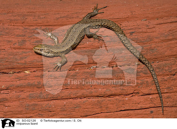 viviparous lizard / SO-02126