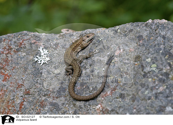 viviparous lizard / SO-02127