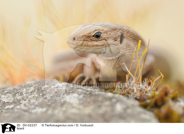 lizard / DV-02237