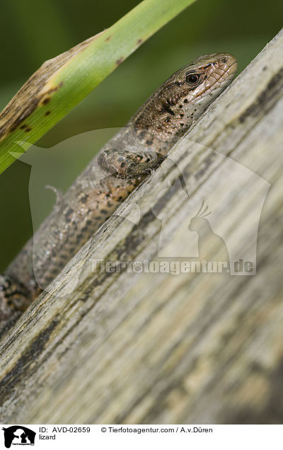 lizard / AVD-02659