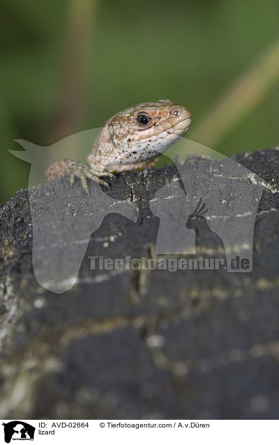 Waldeidechse / lizard / AVD-02664