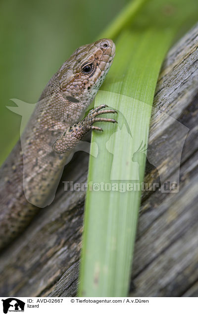 Waldeidechse / lizard / AVD-02667