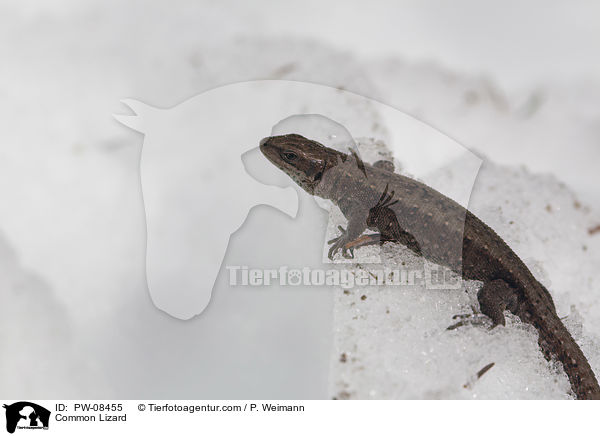 Common Lizard / PW-08455