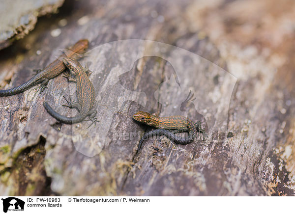 common lizards / PW-10963