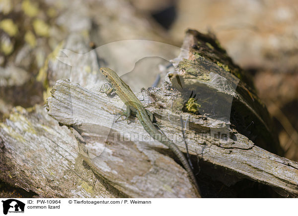 Waldeidechse / common lizard / PW-10964