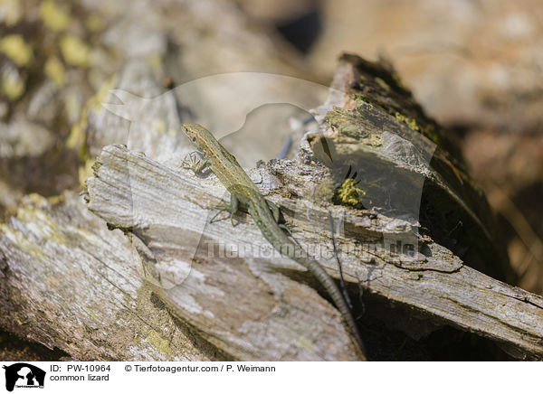 common lizard / PW-10964