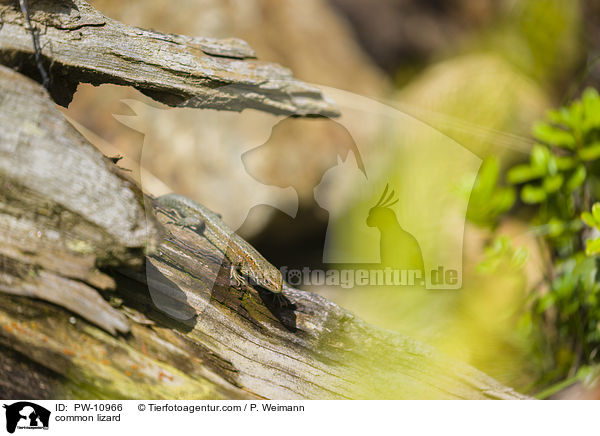 Waldeidechse / common lizard / PW-10966