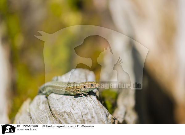 common lizard / PW-10968
