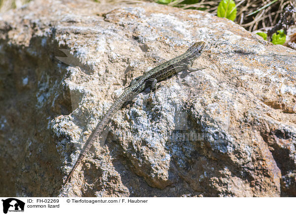 common lizard / FH-02269