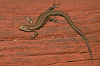 viviparous lizard