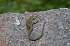 viviparous lizard