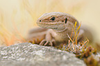 lizard