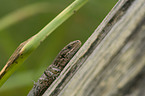 lizard