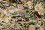 lizard