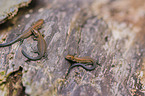 common lizards