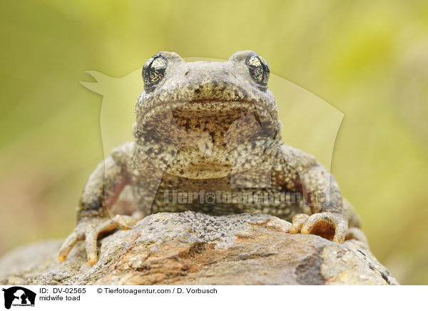 midwife toad / DV-02565