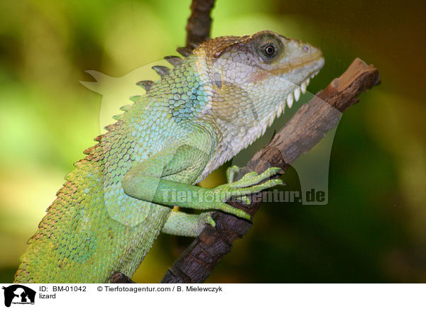 Buntleguan / lizard / BM-01042