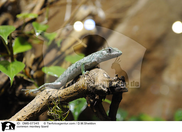 Buntleguan / common monkey lizard / DMS-07345