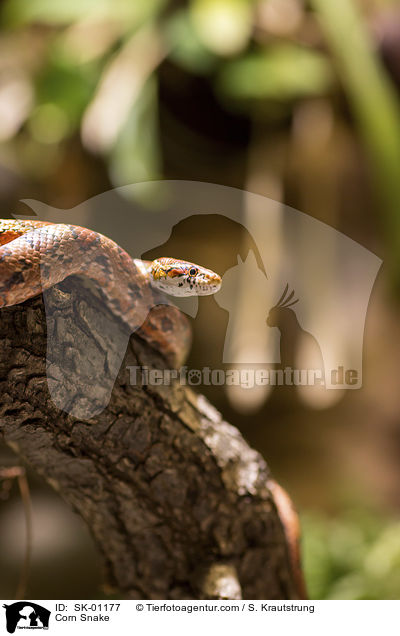 Corn Snake / SK-01177