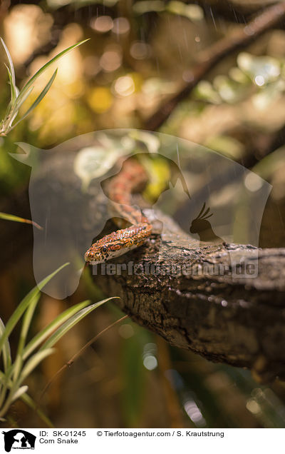 Kornnatter / Corn Snake / SK-01245