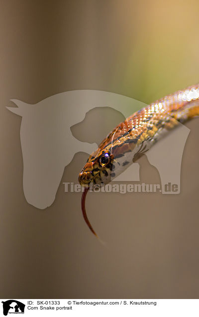 Kornnatter Portrait / Corn Snake portrait / SK-01333