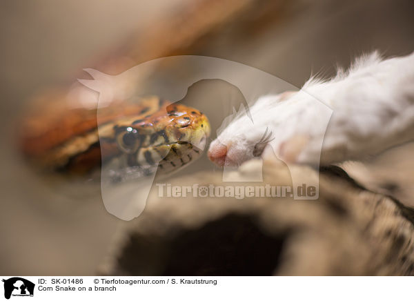 Corn Snake on a branch / SK-01486