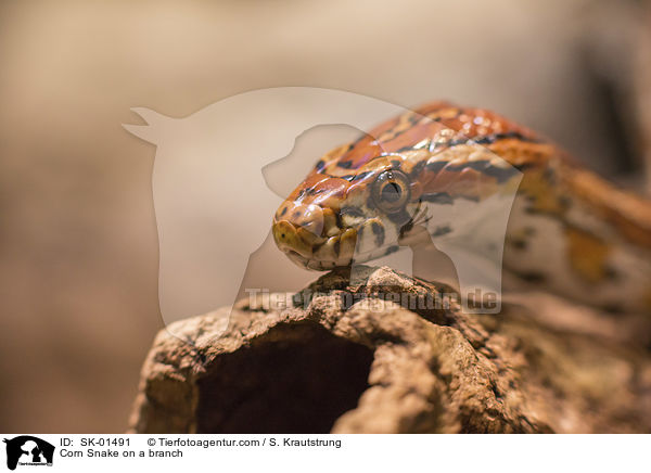 Kornnatter auf einem Ast / Corn Snake on a branch / SK-01491