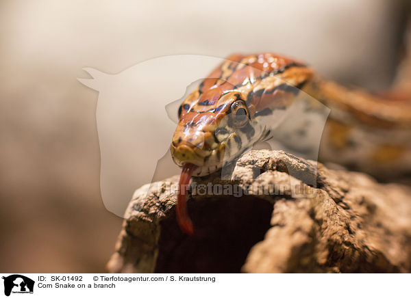 Kornnatter auf einem Ast / Corn Snake on a branch / SK-01492