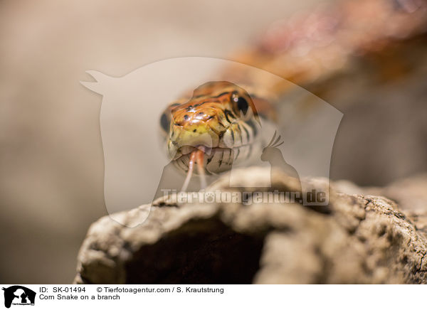 Kornnatter auf einem Ast / Corn Snake on a branch / SK-01494