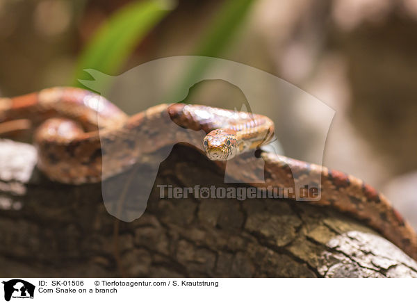 Corn Snake on a branch / SK-01506