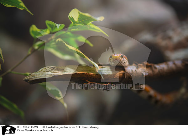 Corn Snake on a branch / SK-01523