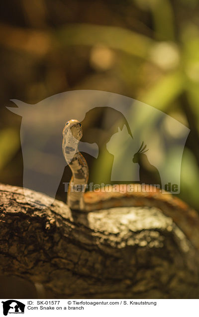 Kornnatter auf einem Ast / Corn Snake on a branch / SK-01577