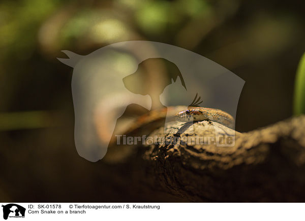 Corn Snake on a branch / SK-01578
