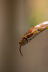 Corn Snake portrait