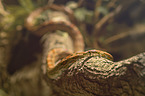 Corn Snake