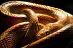 Corn Snake