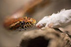 Corn Snake on a branch