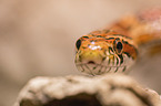 Corn Snake on a branch