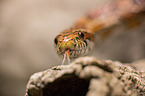 Corn Snake on a branch