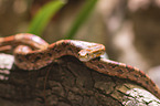 Corn Snake on a branch