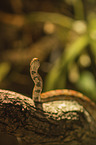 Corn Snake on a branch