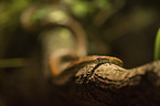 Corn Snake on a branch