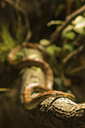 Corn Snake on a branch