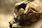 Corn Snake portrait