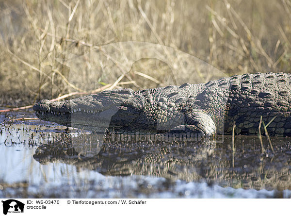 Krokodil / crocodile / WS-03470